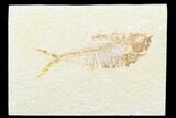 Fossil Fish (Diplomystus) - Wyoming #176317-1